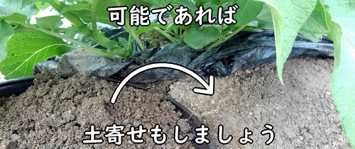 可能であれば、じゃがいもの土寄せも行います