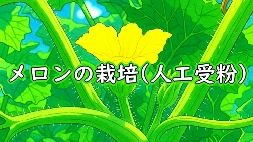 メロンの受粉(露地ネットメロンの人工受粉)