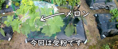 立体栽培しているメロン(露地ネットメロン)の区画
