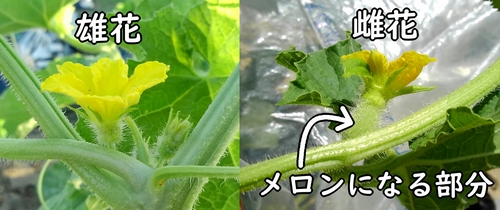 メロン(露地ネットメロン)の雄花と雌花