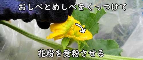 メロンの受粉の仕方(サンライズメロンの人工受粉)