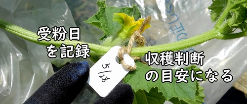 受粉タグには、メロンの受粉日を記録