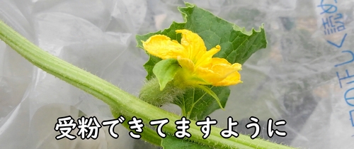 人工受粉したメロンが大きくなりますように