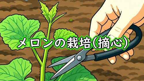 メロンの摘心(露地ネットメロンの親づるを摘心する)