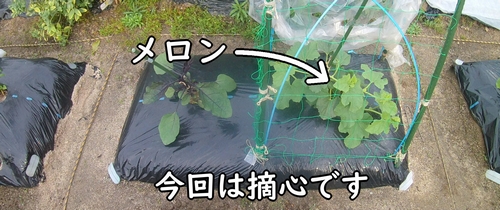 メロン(ネットメロン)の栽培区画(露地栽培しているサンライズメロン)