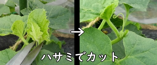 メロン(露地ネットメロン)の摘心方法