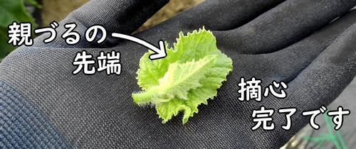 摘心したメロンの親づる