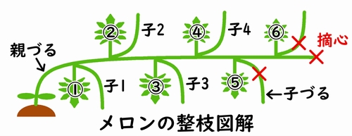 メロンの整枝の図解(露地ネットメロンの整枝方法)