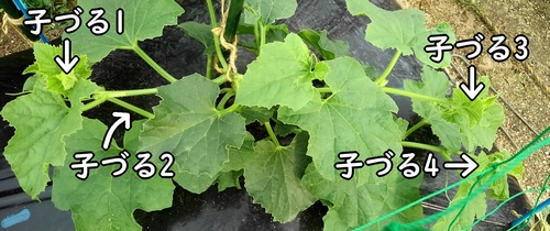 摘心後に伸びたメロンの子づる