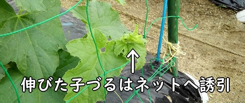 メロンの子づるはネットへ誘引する
