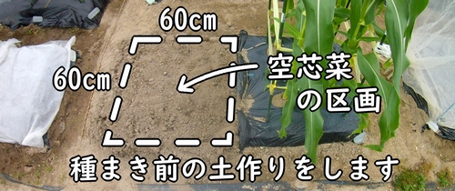 空芯菜(クウシンサイ・エンサイ)の栽培区画