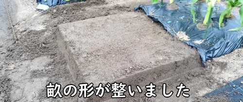空芯菜(クウシンサイ・エンサイ)の畝の形が整いました