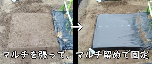 空芯菜(クウシンサイ・エンツァイ)の畝にマルチを張る