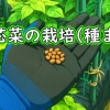 空芯菜（クウシンサイ・エンサイ・エンツァイ）の種まき（空芯菜の種からの育て方）