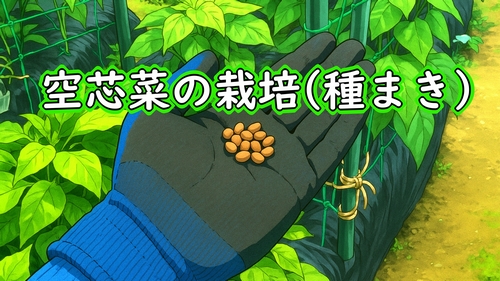 空芯菜(クウシンサイ・エンサイ・エンツァイ)の種まき(空芯菜の種からの育て方)