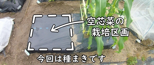 空芯菜(クウシンサイ・エンサイ)の栽培区画