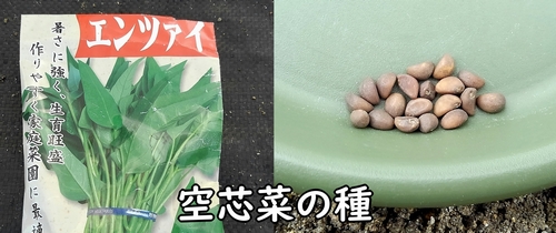 空芯菜の種(エンサイ・エンツァイの種)