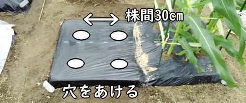 空芯菜(エンサイ)の株間は約30cm