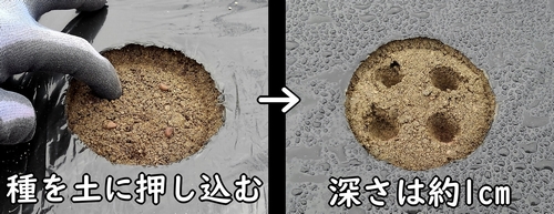 空芯菜(エンツァイ)の種を1cmの深さに押し込む