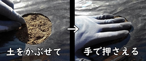 播種した空芯菜(クウシンサイ・エンサイ)の種を鎮圧する