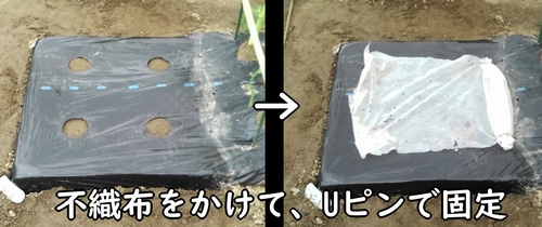 空芯菜(エンサイ・エンツァイ)の種を保護するため、区画に不織布をかける