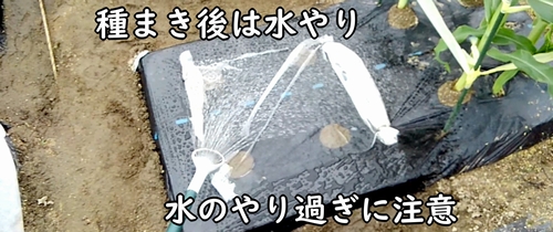 空芯菜(クウシンサイ)の種に水やりをする