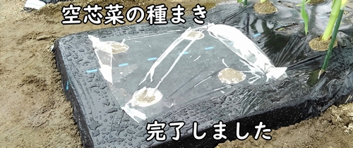 空芯菜(エンサイ・エンツァイ)の種まき完了です