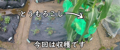 収穫時期になったトウモロコシ(種から育てたとうきび・とうもろこし)