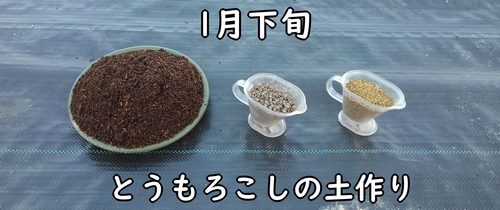 とうもろこしの栽培に使う肥料(とうきび・トウモロコシの元肥)