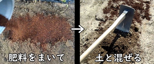 とうもろこし(とうきび・トウモロコシ)の肥料を土に混ぜ込む