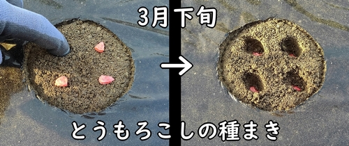 とうもろこし(とうきび・トウモロコシ)の種まきは3月下旬頃
