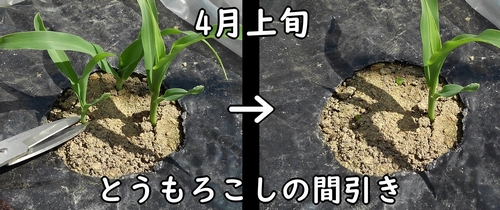 とうもろこし(とうきび・トウモロコシ)の間引き