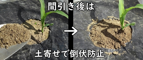とうもろこしの土寄せ(とうきび・トウモロコシの倒伏を防止し、発根を促す)
