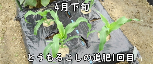 とうもろこしの追肥(とうきび・トウモロコシに追加の肥料を補う)