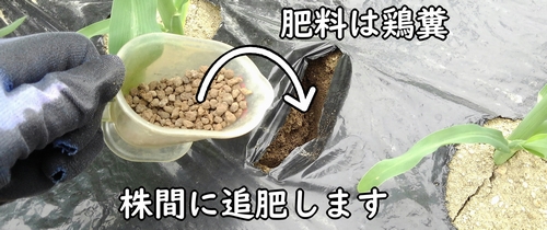 とうもろこし(とうきび・トウモロコシ)の追肥完了