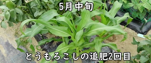 とうもろこし(とうきび・トウモロコシ)の2回目の追肥は5月中旬頃