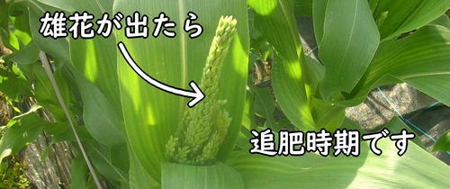 とうもろこしの雄花が出たら、追肥のタイミング