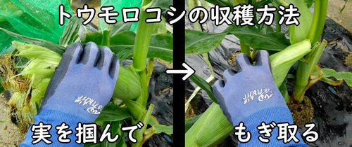 とうもろこしの収穫方法(とうきび・トウモロコシの収穫の仕方)