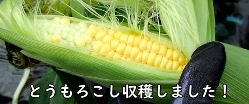 収穫したトウモロコシ(とうきび・とうもろこし)