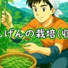 いんげん（さやいんげん・三度豆）の収穫（4月に種まきしたインゲン豆が収穫時期です）