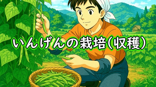 いんげん(さやいんげん・三度豆)の収穫(4月に種まきしたインゲン豆が収穫時期です)