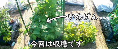 収穫時期になったインゲン(種まきや間引きなどして育ててきた三度豆・さやいんげん)