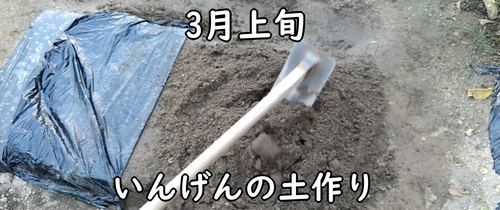 いんげんの土作り(インゲン豆・さやいんげんの種まき準備)