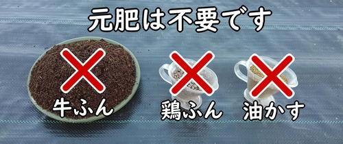 いんげん(三度豆・サヤインゲン)には元肥不要