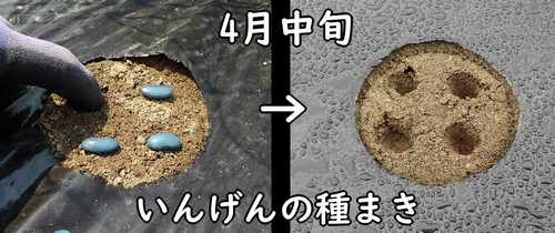 いんげんの種まき(サヤインゲン・三度豆の種まき時期は、4月中旬以降が適期)