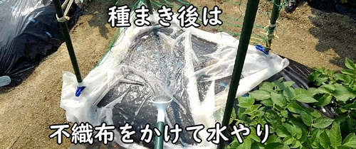 種まき後のインゲン(三度豆・いんげん豆)に水やり