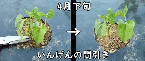 いんげん(さやいんげん・三度豆)の間引き
