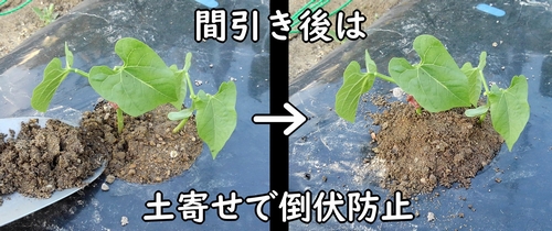 いんげんの土寄せ(インゲン豆・さやいんげんの根元に土を盛る)