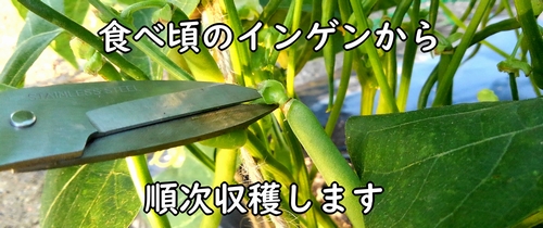 収穫時期になったインゲン(いんげん豆・さやいんげんの収穫は若採りがおすすめ)