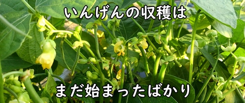 いんげん(三度豆・さやいんげん)の収穫はまだ始まったばかり